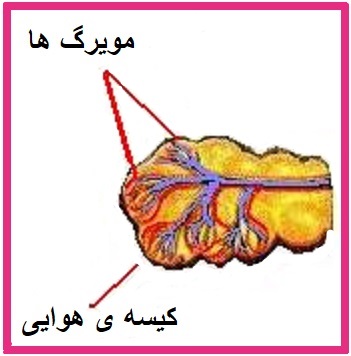 Respiration Process in Lungs = جریان تنفس در شش ها | Daneshgara